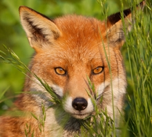 Gezen Tilki | Aptallığına Verin 2009 Gezen Tilki | Aptallığına Verin 2009