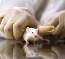 Evren 25: Davranışsal Çöküş Deneyi ve Sosyal Patoloji