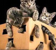 Kuantum Mekaniği Yorumları ve Çöküş Paradoksları 